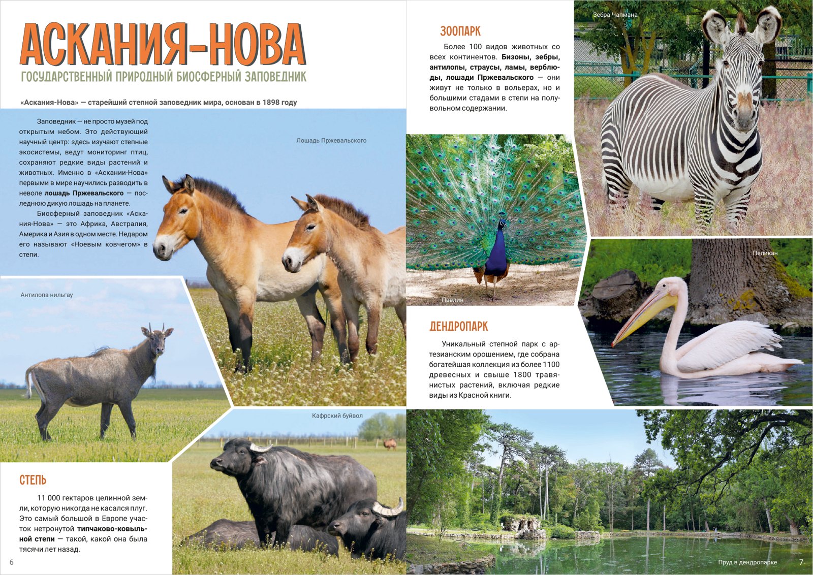 Разворот книги «Аскания-Нова»: лошади Пржевальского, зебры, павлин, пеликан, бизоны и дендропарк